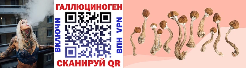Галлюциногенные грибы Psilocybe Краснообск